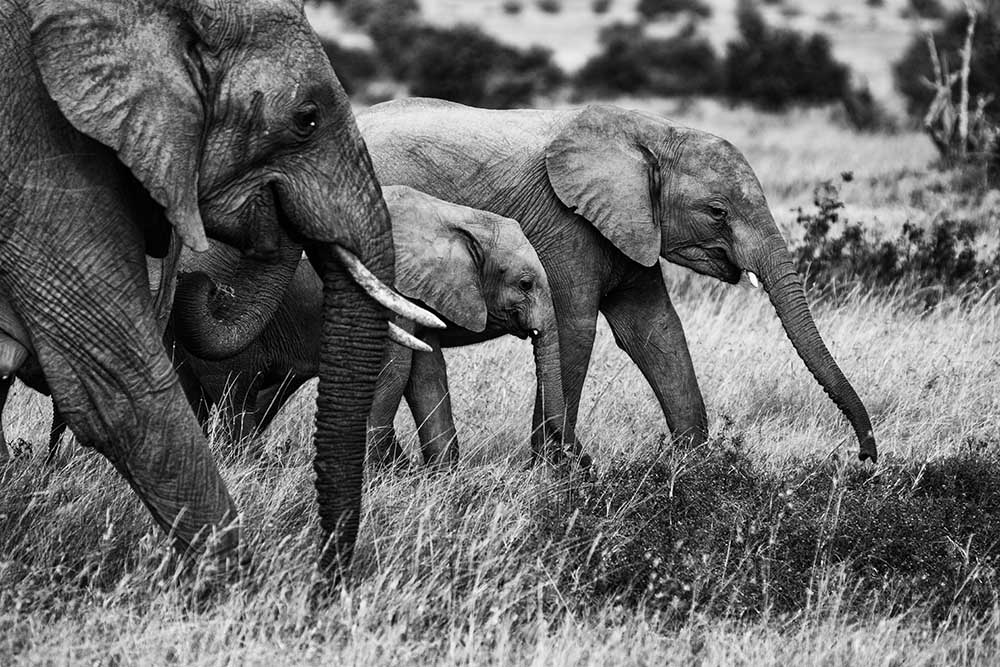 Elephant family a Vedran Vidak