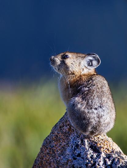 14 000 feet pika