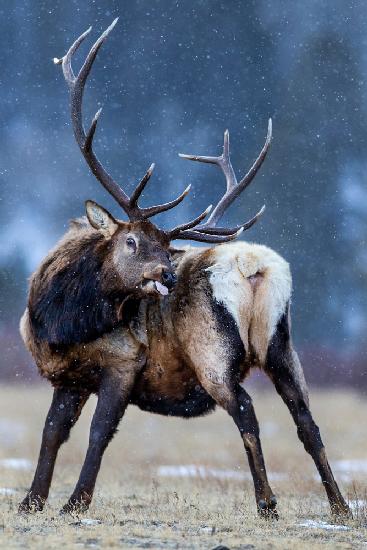 Catching the snowflakes