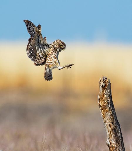 Landing gear out