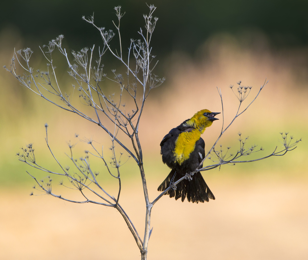 Yellow-headed Blackbird, Xanthocephalus xanthocephalus a Verdon