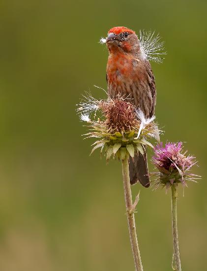 House Finch on a thistle