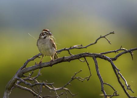 Lark Sparrow