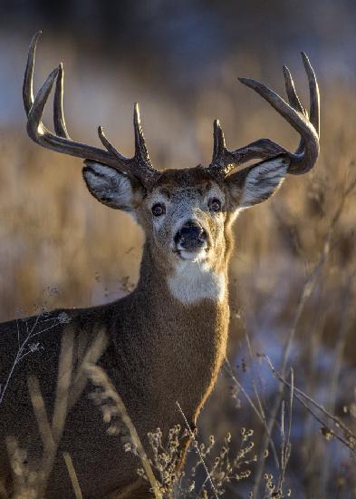 White-tailed deer