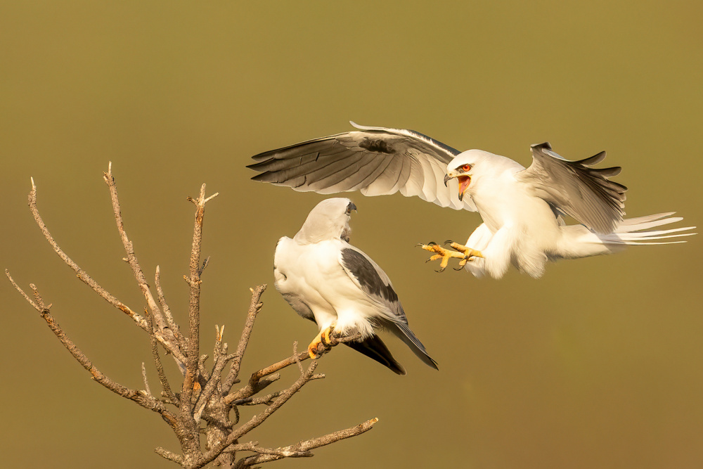 White Tailed Kites a Victor Wang