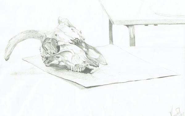 Skull a Vincent Alexander Booth