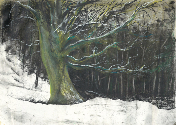 Tree in winter snow at Osmotherley woods a Vincent Alexander Booth