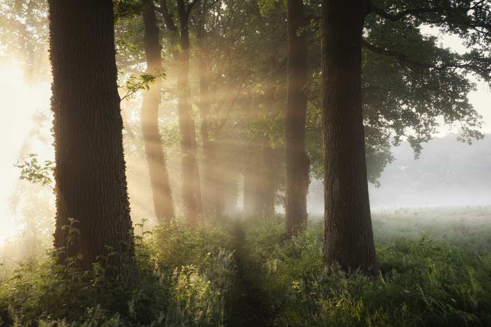 First day of summer a Vincent Croce