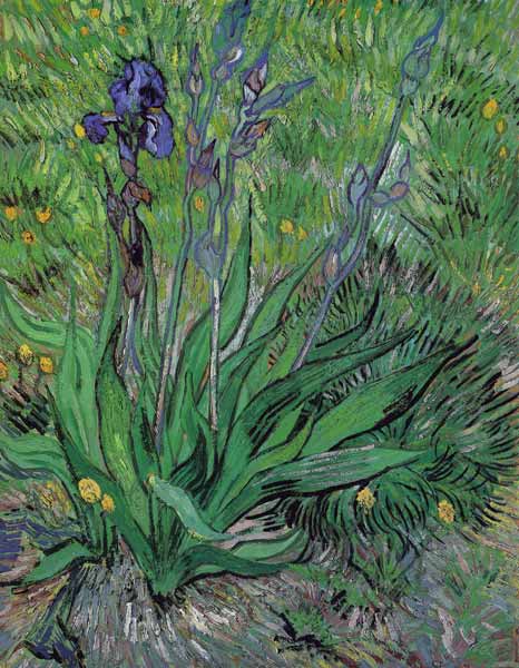 Iris a Vincent Van Gogh