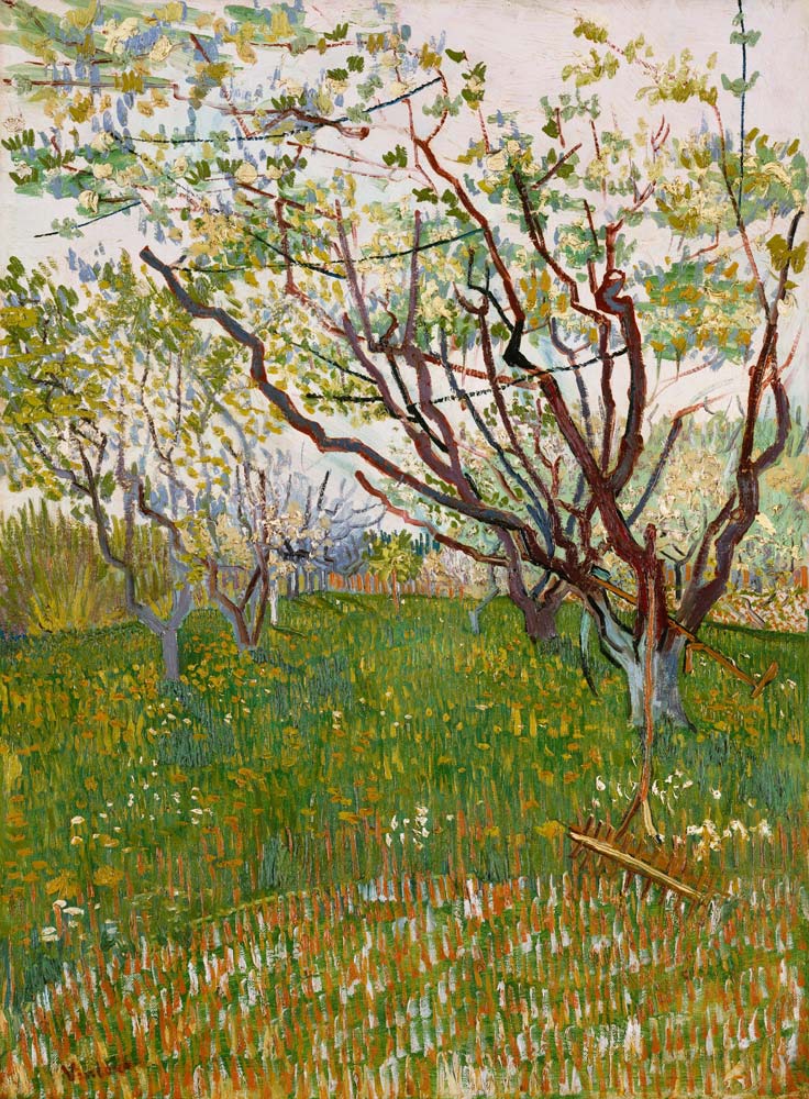 Blossoming orchard a Vincent Van Gogh