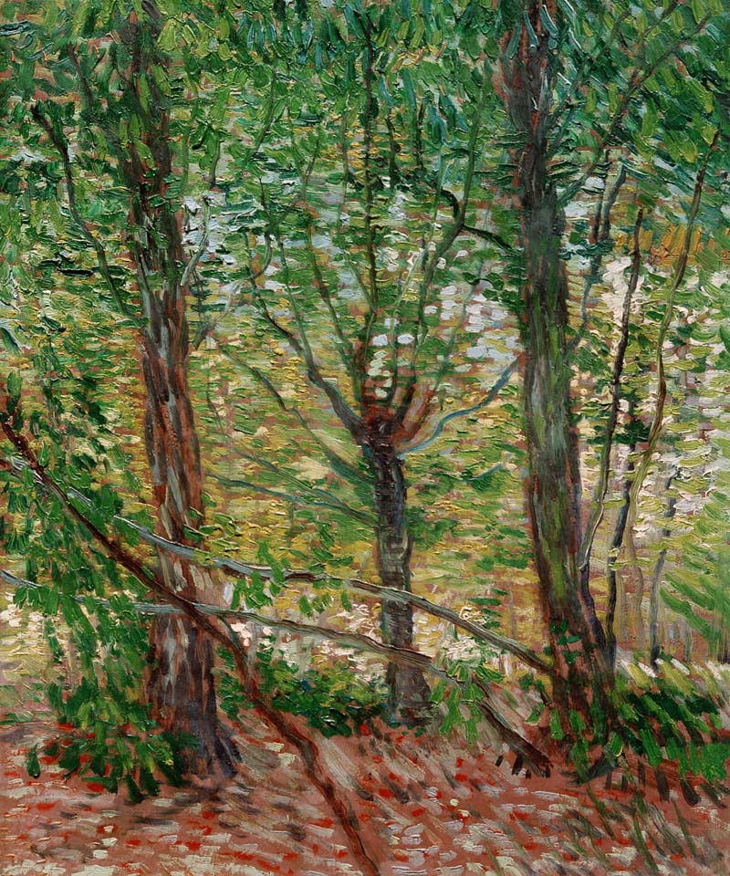 Trees and Undergrowth a Vincent Van Gogh