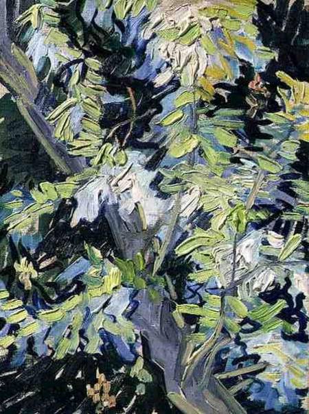 Acacia in Flower a Vincent Van Gogh