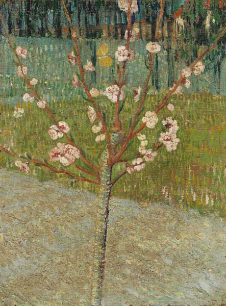Almond tree in blossom a Vincent Van Gogh