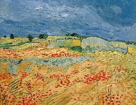Van Gogh / Fields with Blooming Poppies