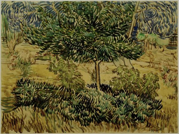 v.Gogh, Tree a.Bushes in Asylum Garden a Vincent Van Gogh