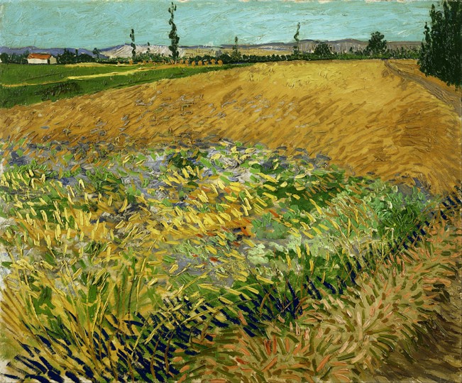 Wheatfield a Vincent Van Gogh