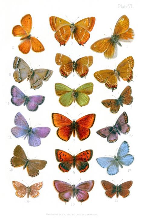 British butterflies a Vittorio Zecchin