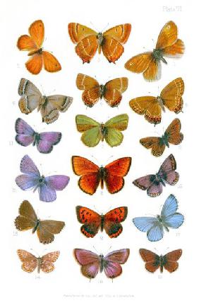 British butterflies