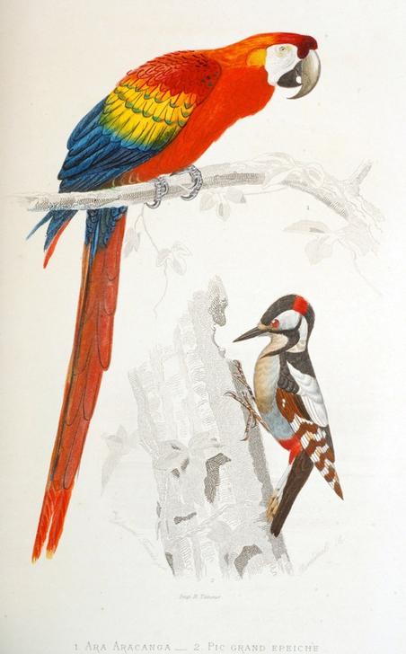 Scarlet Macaw a.o. a Vittorio Zecchin