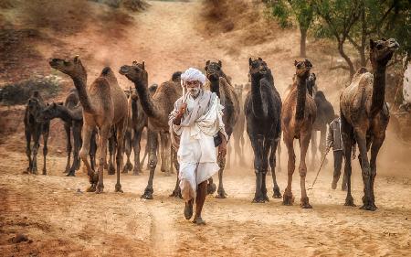 Directing the herd