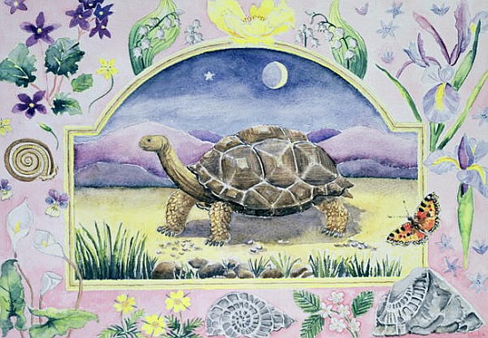 Giant Tortoise (month of May from a calendar)  a Vivika  Alexander