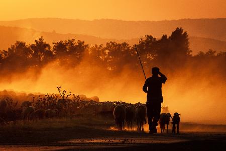 The Fire Shepherd