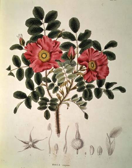 Rosa rugosa, from 'Flora Japonica', Vol 1 a von Siebold and Zuccarini