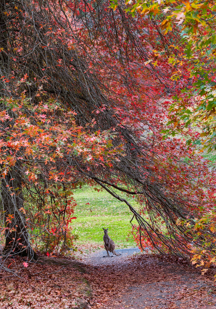 Hippity Hop Into Autumn! a Wayne Pearson