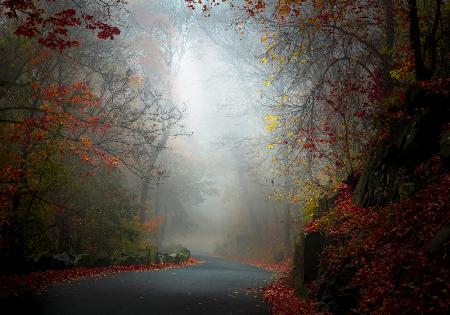 Misty forest