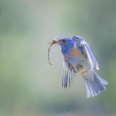 Bluebird caught a dragonfly