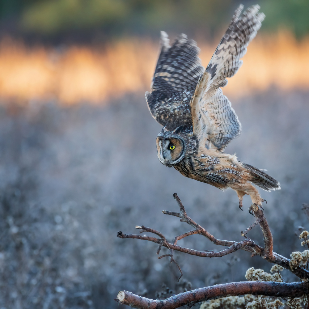 long-eared owl take off a wei lian