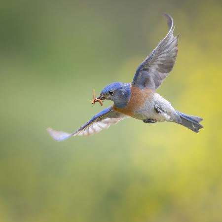 western bluebird with insect