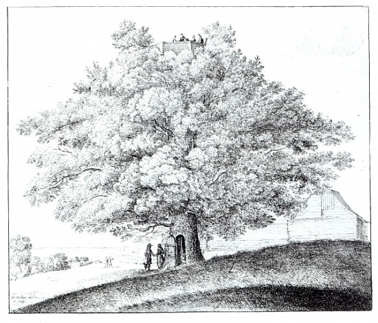 Hollow Tree at Hampstead a Wenceslaus Hollar