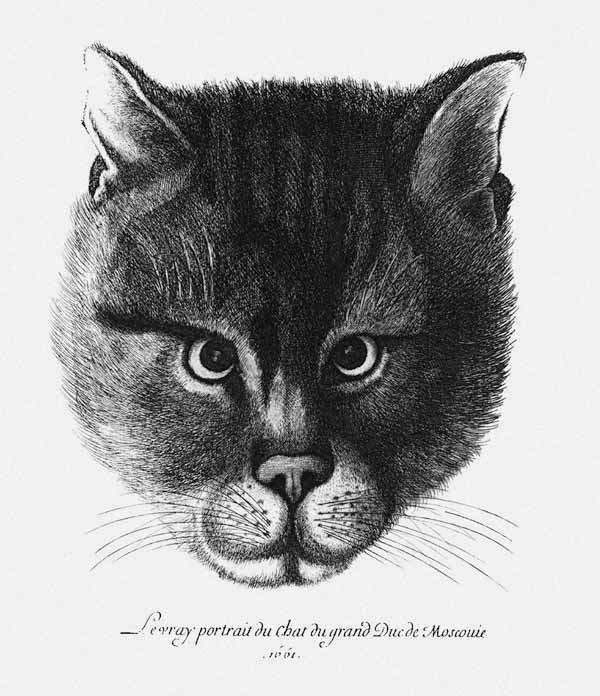 True picture of the Cat of the Tsar Alexis I Mikhailovich of Russia a Wenceslaus Hollar