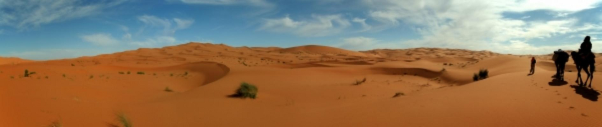 Kamele in der Wüste a Werner Moser