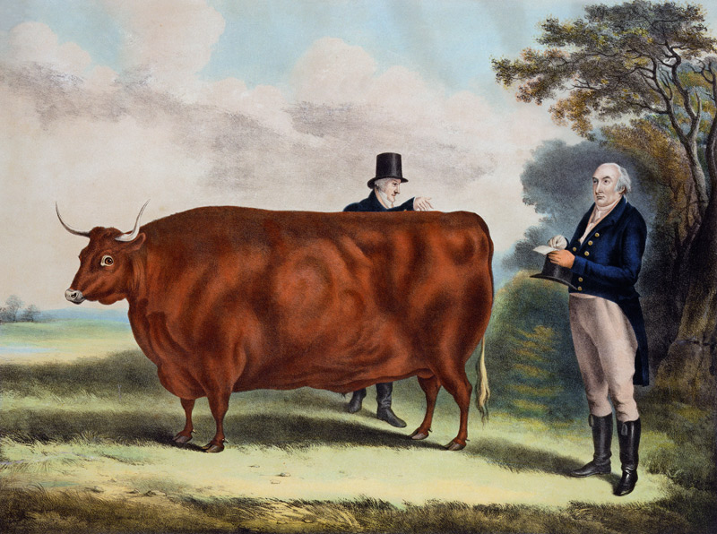 Portrait of Mr T.W. Coke Esq. and Clerk Hilliard Esq. with a North Devon Ox (colour engraving) a W.H. Davis