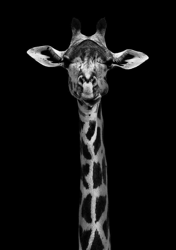 Giraffe Portrait a WildPhotoArt