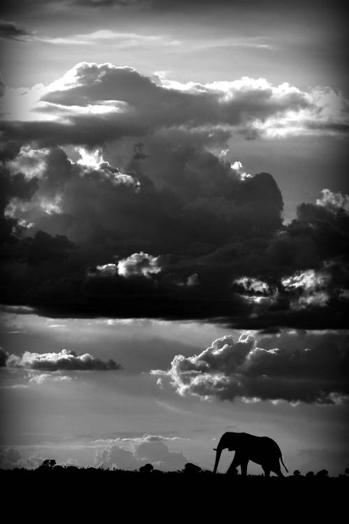 He walks under an African Sky a WildPhotoArt