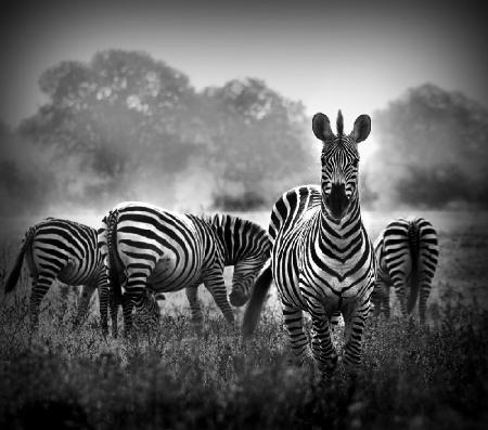 Stallion in a Pin Stripe Suit