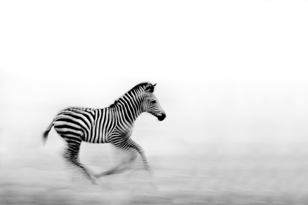 Zebra Run a WildPhotoArt