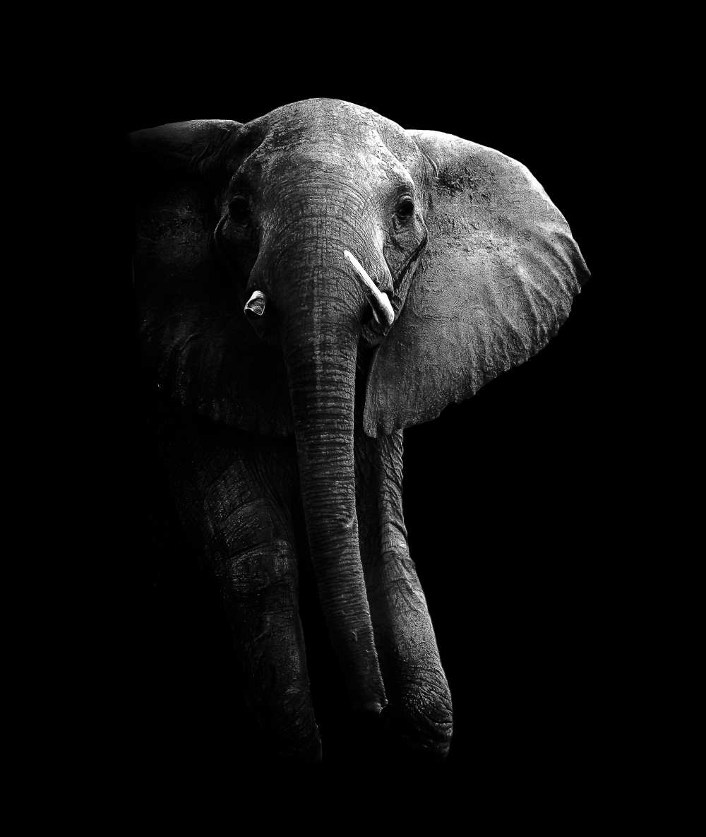 Elephant! a WildPhotoArt