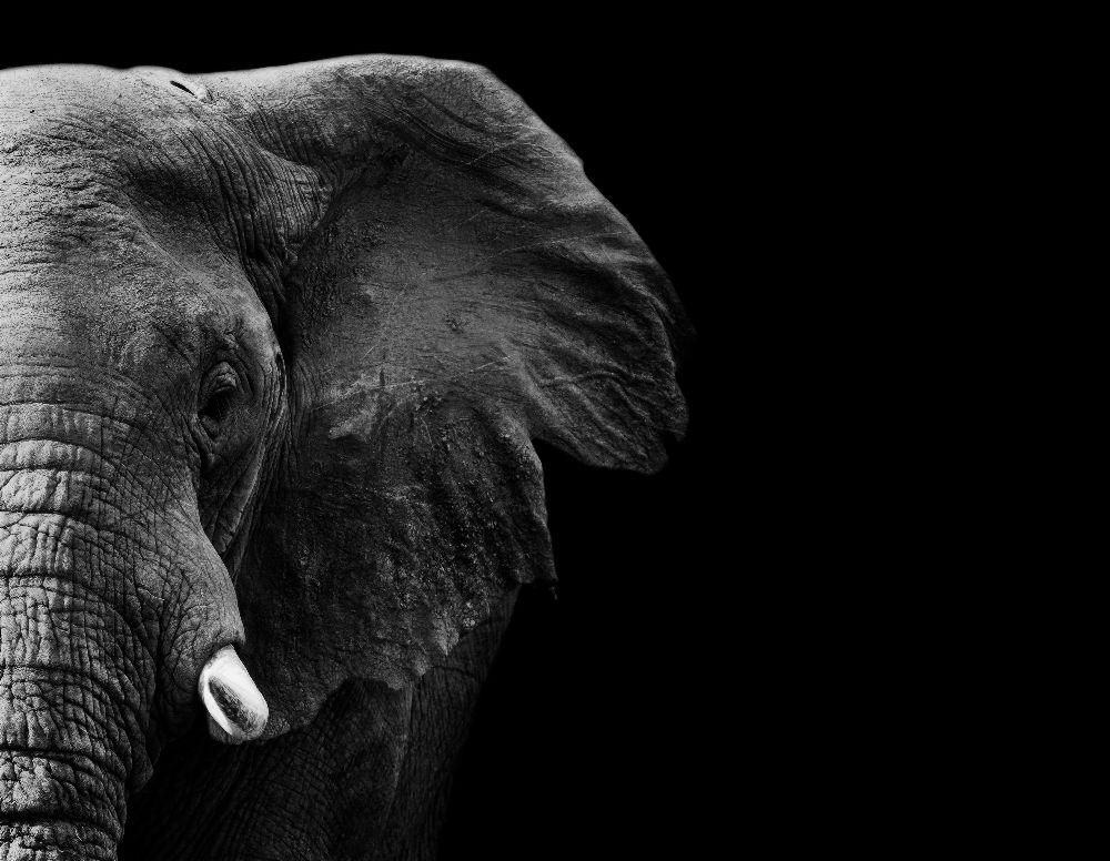 Elephant a WildPhotoArt