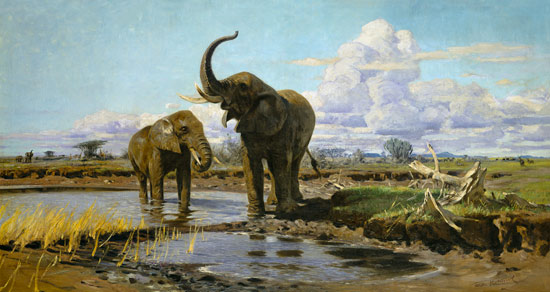 Elephants in the water place a Wilhelm Kuhnert