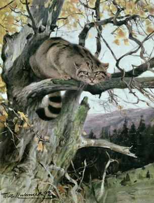Wildcat in a Tree, 1902 (colour litho) a Wilhelm Kuhnert