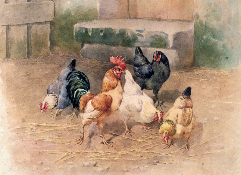 Chickens (w/c with bodycolour on paper) a William Baptiste Baird