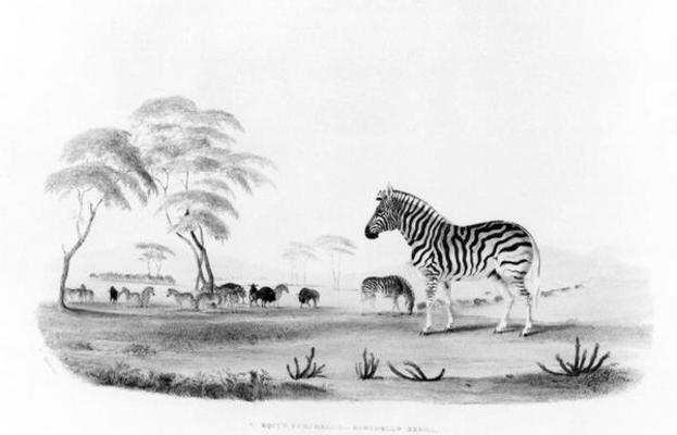 Equus burchelli, or Burchell's Zebra, from 'Portraits of the Game and Wild Animals of Southern Afric a William Cornwallis Harris