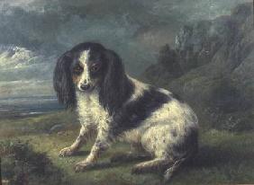 A King Charles Spaniel