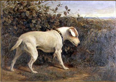 Terrier in a Landscape a William Elsob Marshall