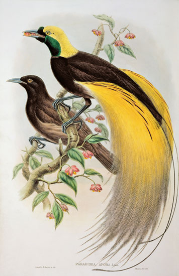 Bird of Paradise: Greater, Paradisaea Apoda a William Gould