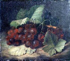 Still Life of Grapes